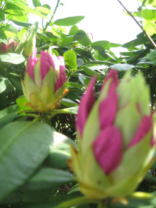 6rhodedendron1